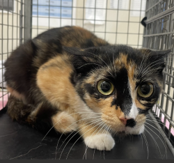 Shelter Stray Female Cat last seen Near Claydelle Avenue, El Cajon, CA, 92020, El Cajon, CA 92020