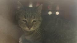 Shelter Stray Female Cat last seen Near W 5740 S, Kearns Township, UT, 84118, Taylorsville, UT 84123