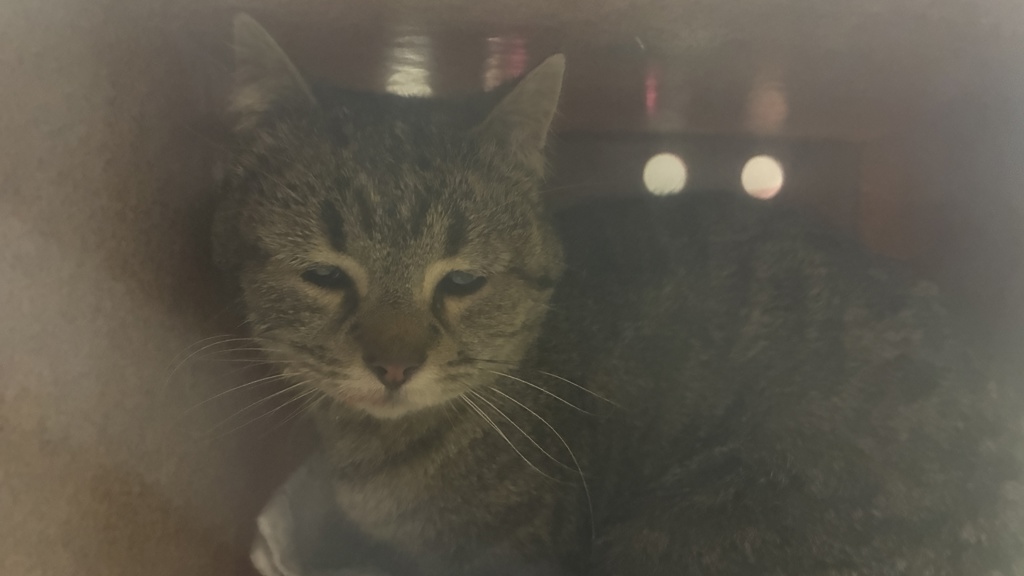 Shelter Stray Female Cat last seen Near W 5740 S, Kearns Township, UT, 84118, Taylorsville, UT 84123