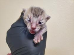 Shelter Stray Female Cat last seen Near Bonita Drive, Oceanside, CA, 92056, Oceanside, CA 92058