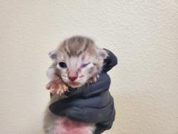 Shelter Stray Female Cat last seen Near Bonita Drive, Oceanside, CA, 92056, Oceanside, CA 92058