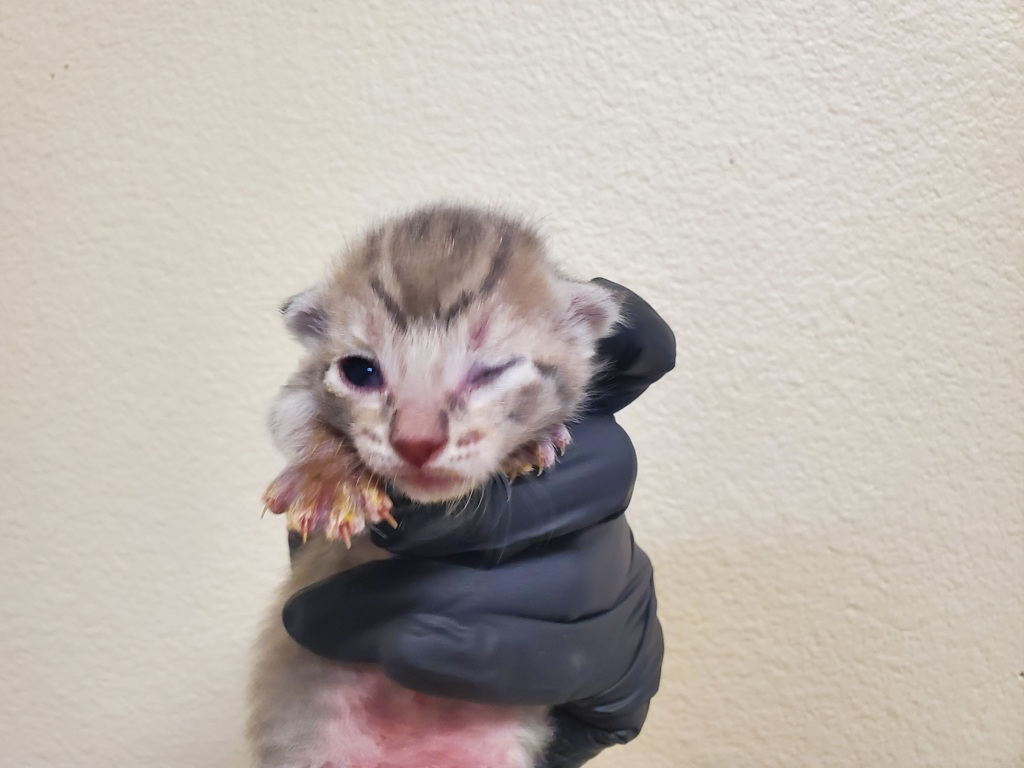 Shelter Stray Female Cat last seen Near Bonita Drive, Oceanside, CA, 92056, Oceanside, CA 92058