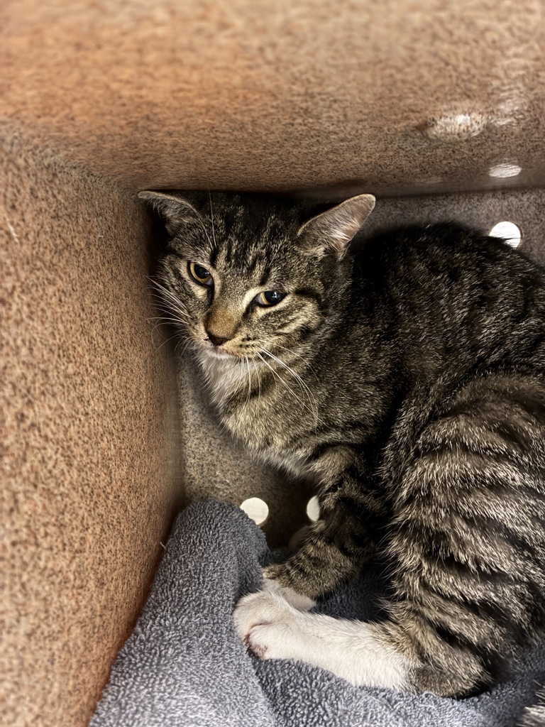 Shelter Stray Male Cat last seen UT, Taylorsville, UT 84123