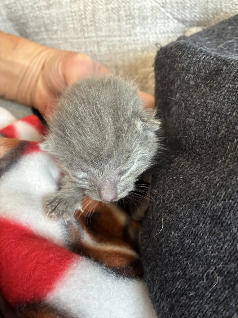 Shelter Stray Female Cat last seen Near N Redwood Road, SALT LAKE CITY, UT, 84116, Taylorsville, UT 84123