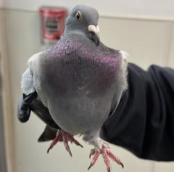 Shelter Stray Unknown Bird last seen Near Market Street, San Diego, CA, 92102, San Diego, CA 92110