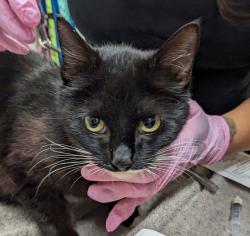 Shelter Stray Female Cat last seen Near N 2nd Street, El Cajon, CA, 92021, El Cajon, CA 92020