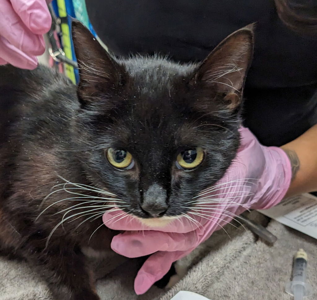 Shelter Stray Female Cat last seen Near N 2nd Street, El Cajon, CA, 92021, El Cajon, CA 92020