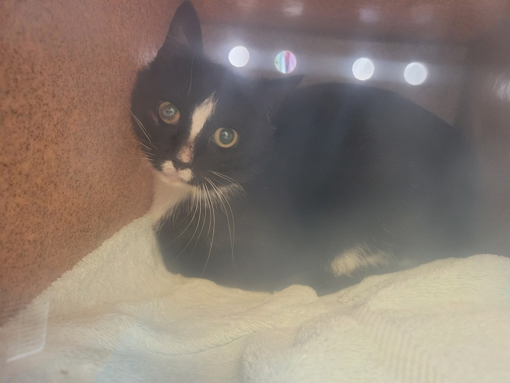 Shelter Stray Male Cat last seen Near E 3200 S, MILLCREEK, UT, 84109, Taylorsville, UT 84123