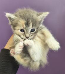 Shelter Stray Female Cat last seen Near S State Street, Midvale, UT, 84047, Taylorsville, UT 84123