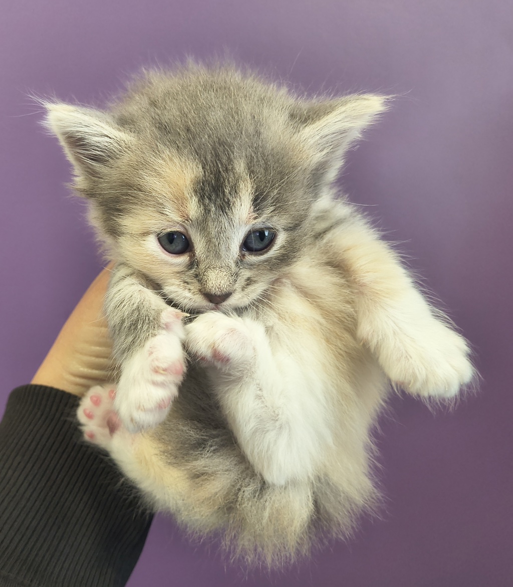Shelter Stray Female Cat last seen Near S State Street, Midvale, UT, 84047, Taylorsville, UT 84123