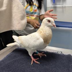 Shelter Stray Unknown Bird last seen Grape Street, San Diego, CA, 92105, San Diego, CA 92110