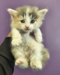 Shelter Stray Female Cat last seen Near S State Street, Midvale, UT, 84047, Taylorsville, UT 84123