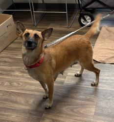 Shelter Stray Female Dog last seen Near Morena Boulevard, San Diego, CA, 92110, San Diego, CA 92110