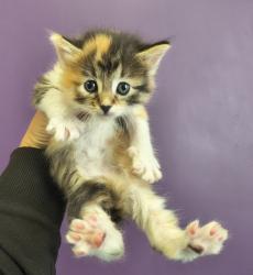 Shelter Stray Female Cat last seen Near S State Street, Midvale, UT, 84047, Taylorsville, UT 84123