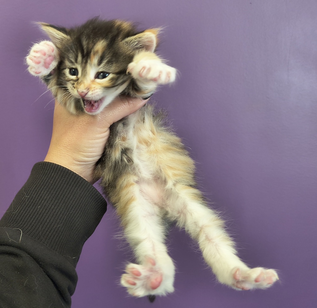 Shelter Stray Female Cat last seen Near S State Street, Midvale, UT, 84047, Taylorsville, UT 84123