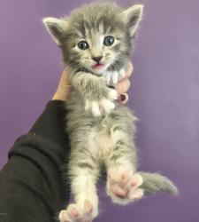 Shelter Stray Male Cat last seen Near S State Street, Midvale, UT, 84047, Taylorsville, UT 84123