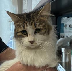 Shelter Stray Female Cat last seen Near S State Street, Midvale, UT, 84047, Taylorsville, UT 84123