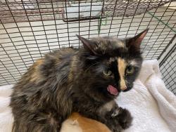 Shelter Stray Female Cat last seen Near W 2600 S, Magna Township, UT, 84044, Taylorsville, UT 84123