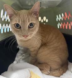 Shelter Stray Female Cat last seen N Fig, Escondido, CA, 92025, Escondido, CA 92027