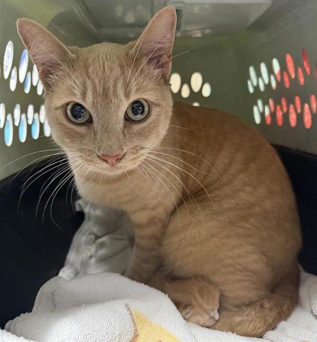 Shelter Stray Female Cat last seen N Fig, Escondido, CA, 92025, Escondido, CA 92027