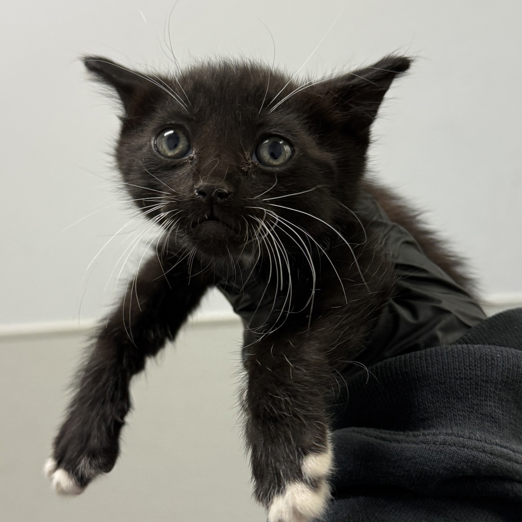 Shelter Stray Male Cat last seen Near Sicard Street, San Diego, CA, 92113, San Diego, CA 92110