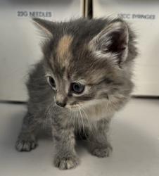 Shelter Stray Female Cat last seen Near S Redwood Road, SALT LAKE CITY, UT, 84104, Taylorsville, UT 84123