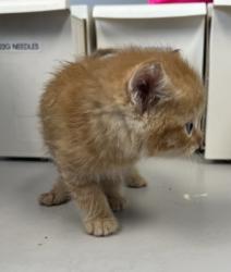 Shelter Stray Male Cat last seen Near S Redwood Road, SALT LAKE CITY, UT, 84104, Taylorsville, UT 84123