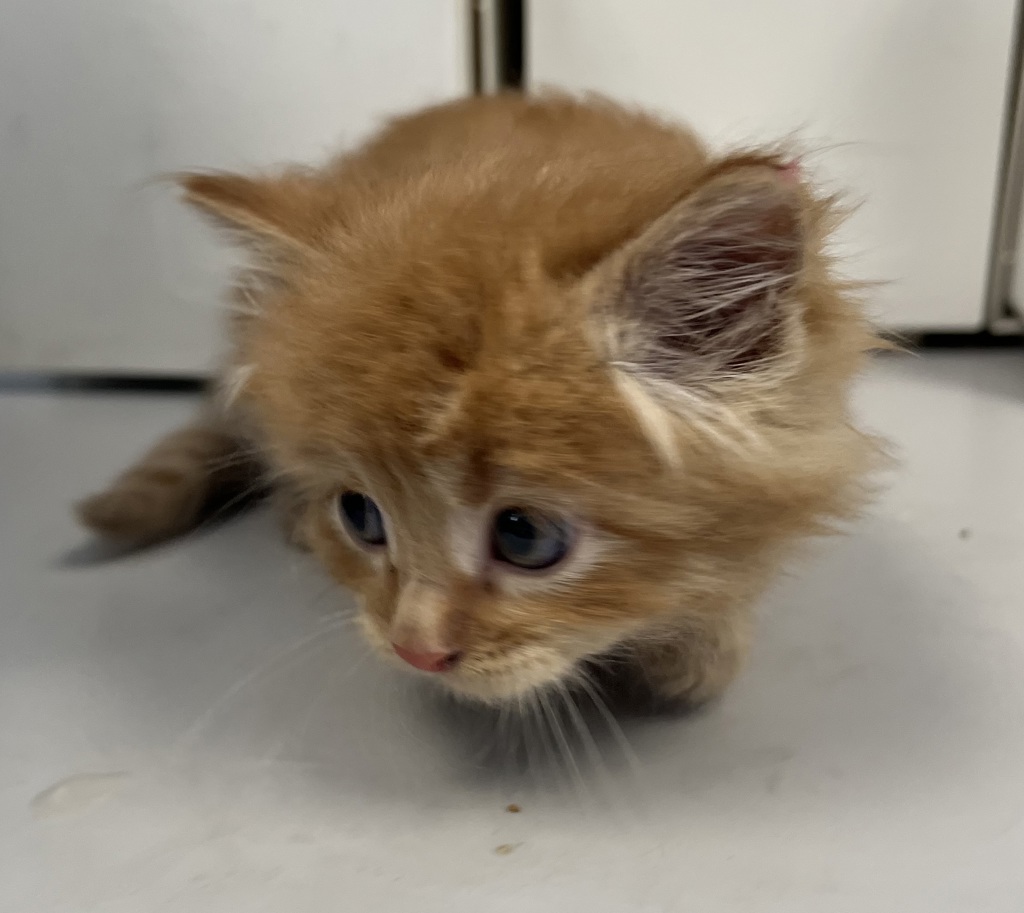 Shelter Stray Male Cat last seen Near S Redwood Road, SALT LAKE CITY, UT, 84104, Taylorsville, UT 84123