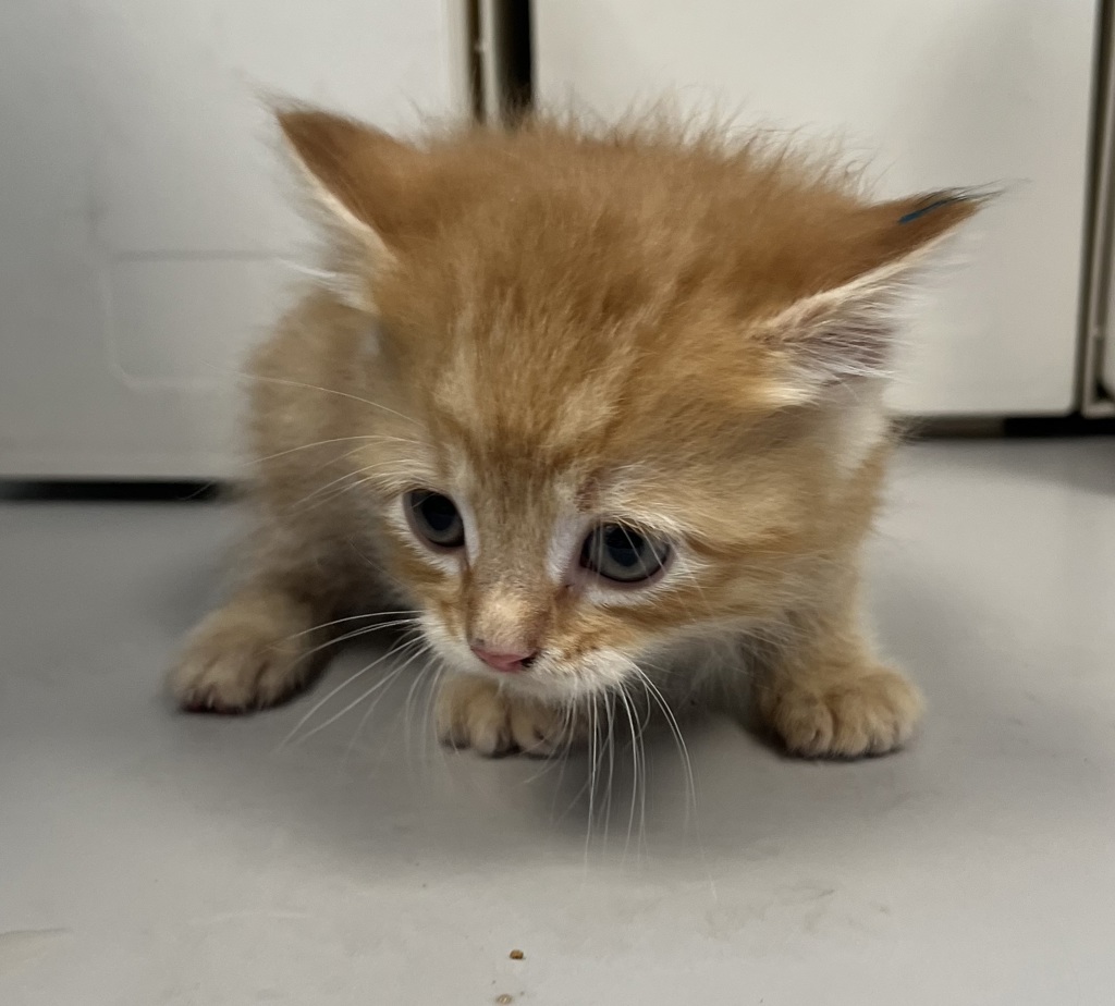 Shelter Stray Male Cat last seen Near S Redwood Road, SALT LAKE CITY, UT, 84104, Taylorsville, UT 84123