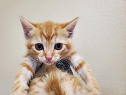 Shelter Stray Female Cat last seen Near Pluto Road, Vista, CA, 92083, Oceanside, CA 92058