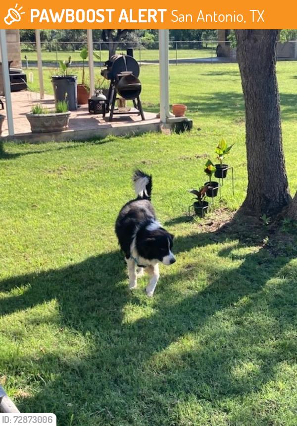 Found/Stray Male Dog last seen Hwy 87 and Corilla Dr., San Antonio, TX 78207