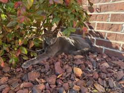 Lost Male Cat last seen Martha’s chapel and 7 mile ferry rd, Clarksville, TN 37040