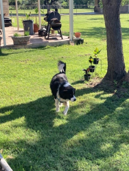 Found/Stray Male Dog last seen Hwy 87 and Corilla Dr., San Antonio, TX 78207