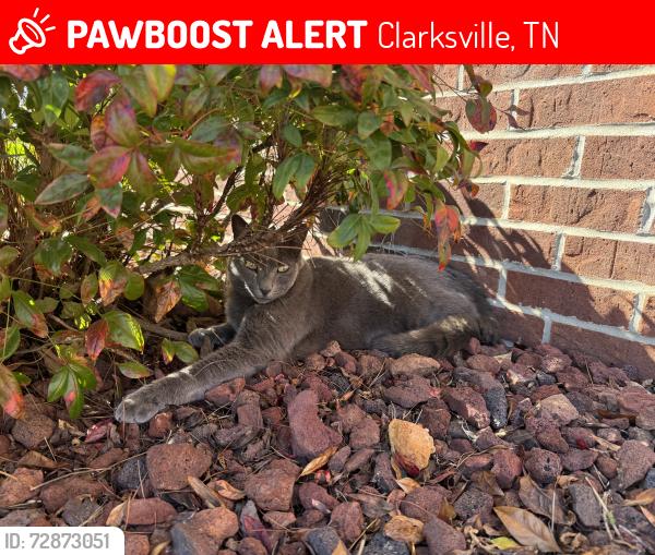 Lost Male Cat last seen Martha’s chapel and 7 mile ferry rd, Clarksville, TN 37040