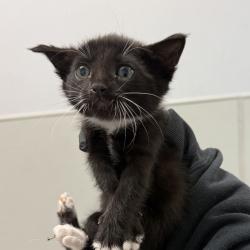 Shelter Stray Female Cat last seen Near Sicard Street, San Diego, CA, 92113, San Diego, CA 92110