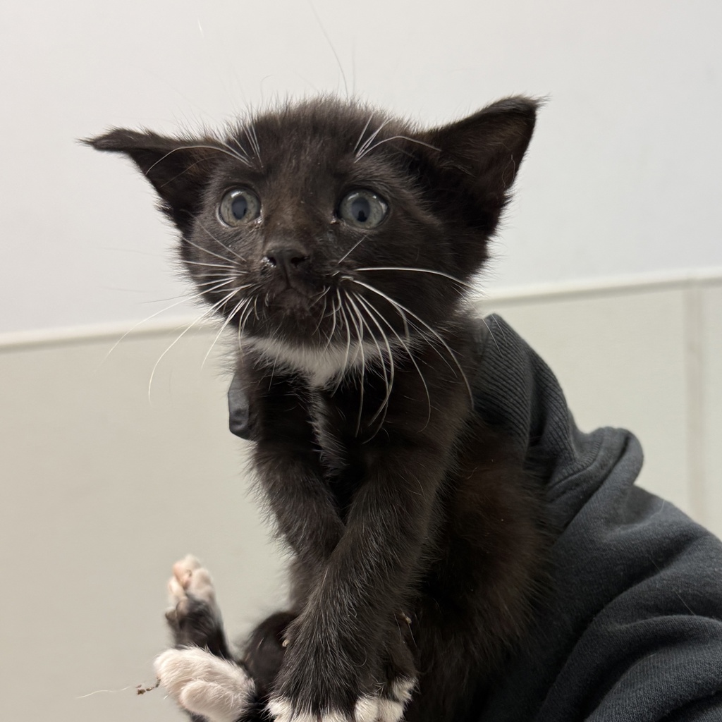 Shelter Stray Female Cat last seen Near Sicard Street, San Diego, CA, 92113, San Diego, CA 92110