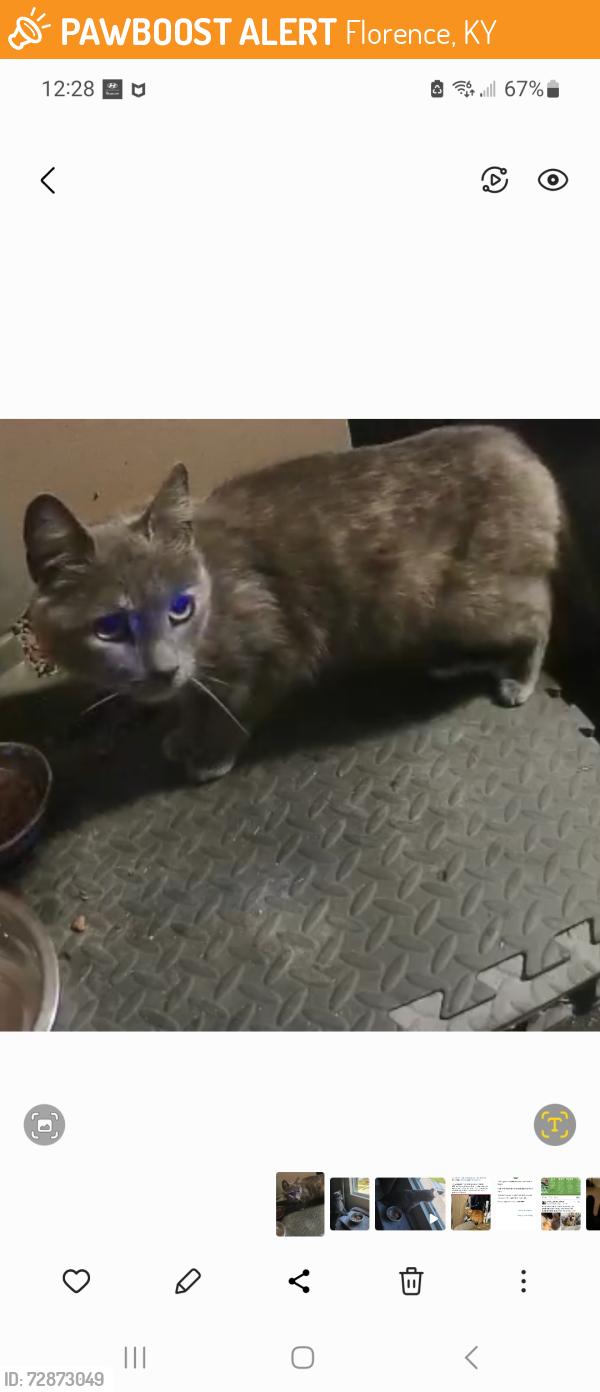 Found/Stray Unknown Cat last seen Oakbrook/centrecrest lane, Florence, KY 41042