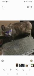 Found/Stray Unknown Cat last seen Oakbrook/centrecrest lane, Florence, KY 41042