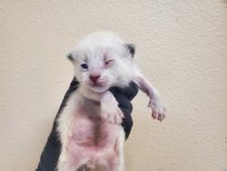 Shelter Stray Male Cat last seen Near Olive Avenue, Vista, CA, 92083, Oceanside, CA 92058