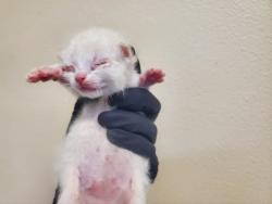 Shelter Stray Female Cat last seen Near Olive Avenue, Vista, CA, 92083, Oceanside, CA 92058