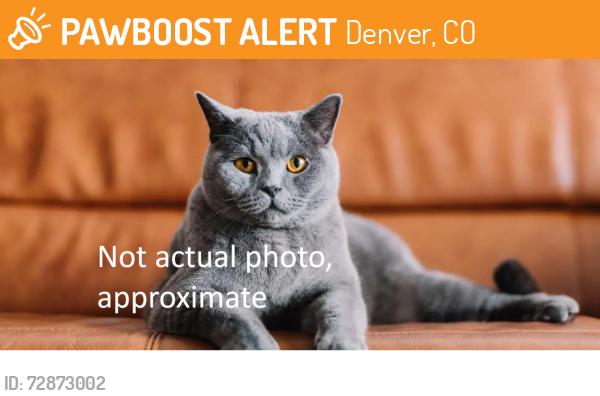 Found/Stray Unknown Cat last seen 14th and Julian, Denver, CO 80204