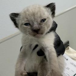 Shelter Stray Male Cat last seen Reo Drive, San Diego, CA, 92139, San Diego, CA 92110