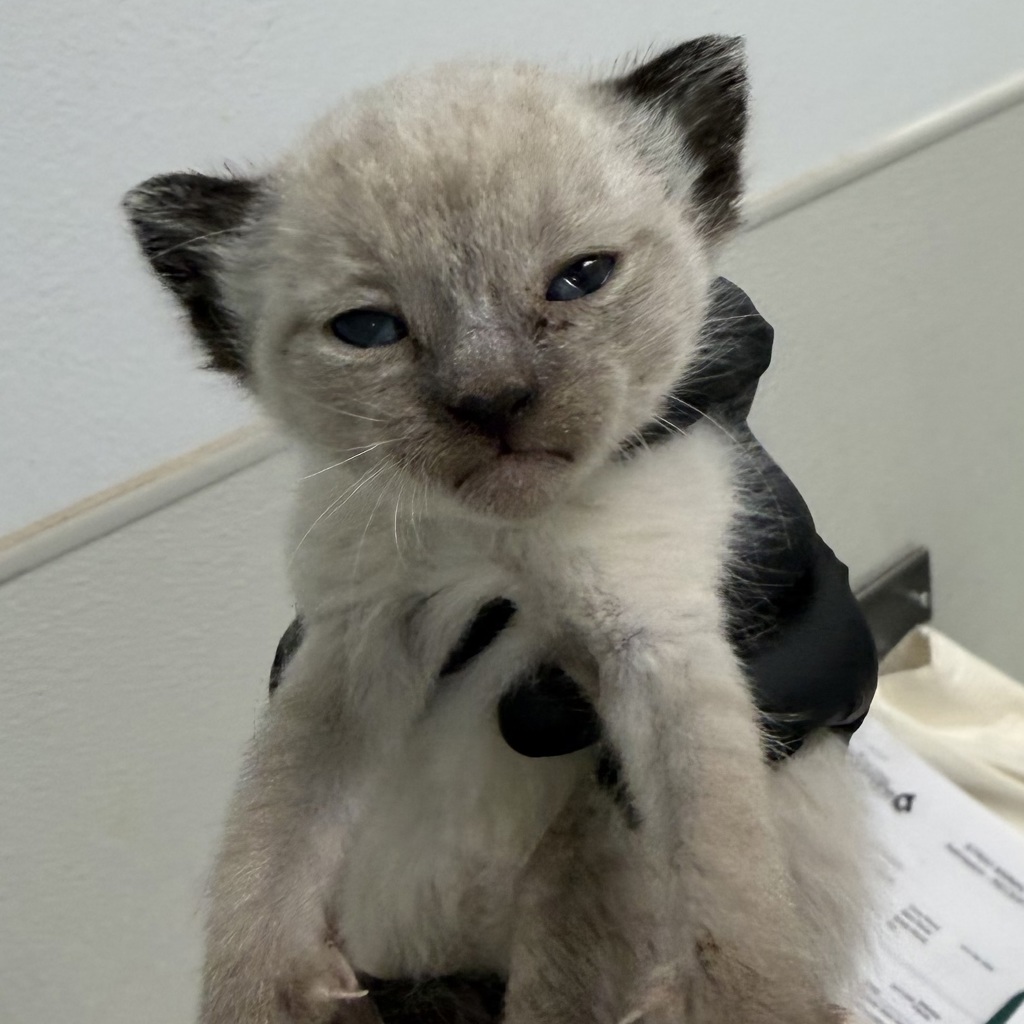 Shelter Stray Male Cat last seen Reo Drive, San Diego, CA, 92139, San Diego, CA 92110