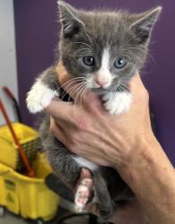 Shelter Stray Male Cat last seen Near N Redwood Road, SALT LAKE CITY, UT, 84116, Taylorsville, UT 84123