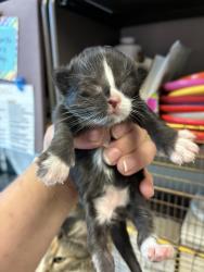 Shelter Stray Male Cat last seen Near W Mountain Men Drive, Kearns Township, UT, 84118, Taylorsville, UT 84123