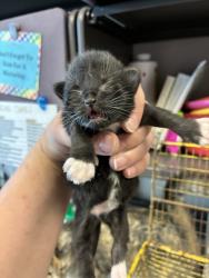 Shelter Stray Female Cat last seen Near W Mountain Men Drive, Kearns Township, UT, 84118, Taylorsville, UT 84123