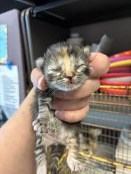 Shelter Stray Female Cat last seen Near W Mountain Men Drive, Kearns Township, UT, 84118, Taylorsville, UT 84123