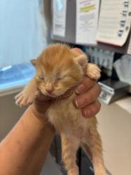 Shelter Stray Female Cat last seen Near W Mountain Men Drive, Kearns Township, UT, 84118, Taylorsville, UT 84123