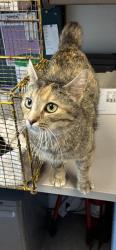 Shelter Stray Female Cat last seen Near W Mountain Men Drive, Kearns Township, UT, 84118, Taylorsville, UT 84123
