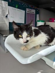 Shelter Stray Male Cat last seen W S, Kearns Township, UT, 84118, Taylorsville, UT 84123